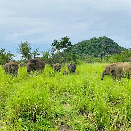 Minneriya Jeep Safari Habarana Kültér fotó