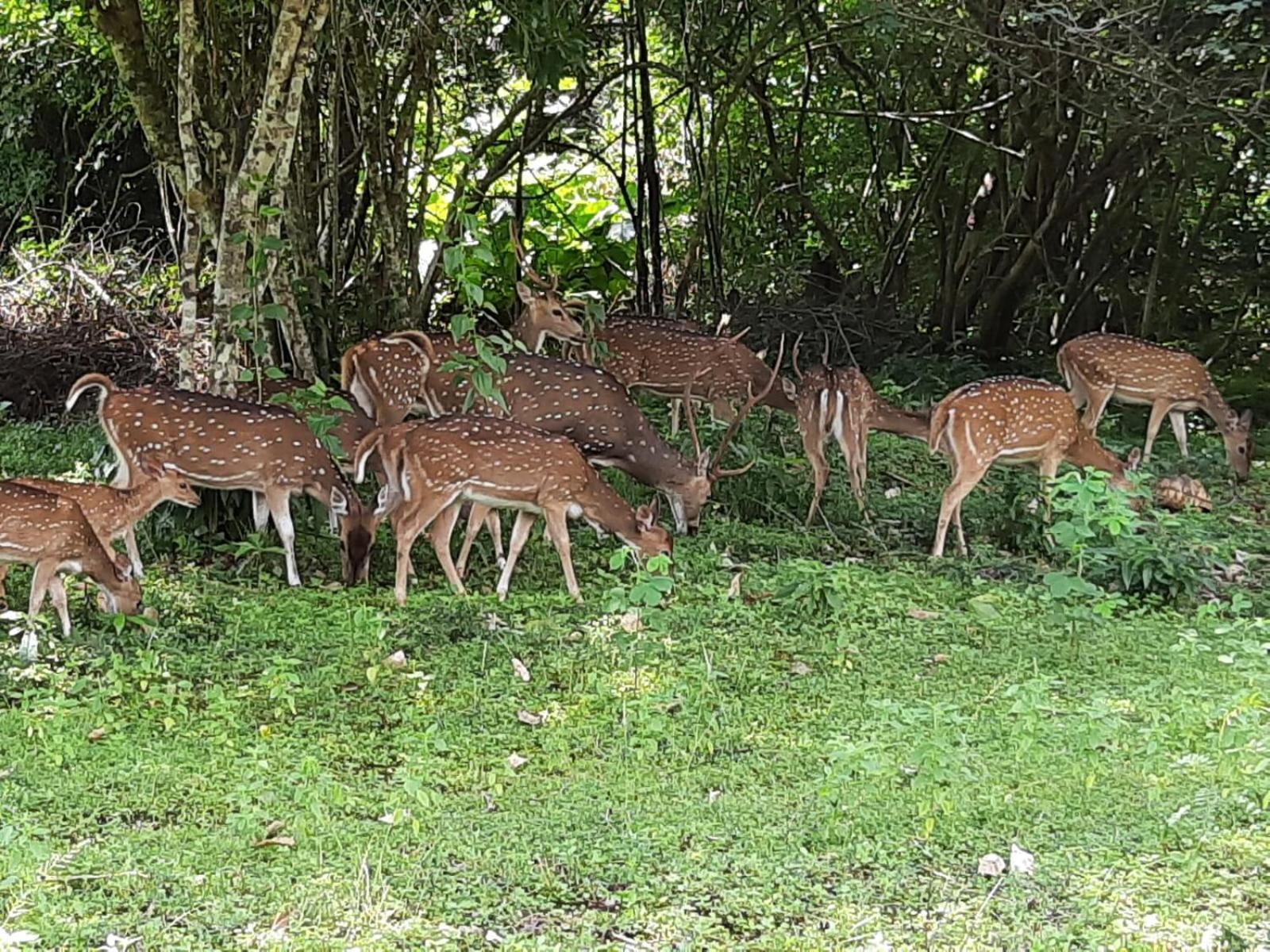 Minneriya Jeep Safari Habarana Kültér fotó